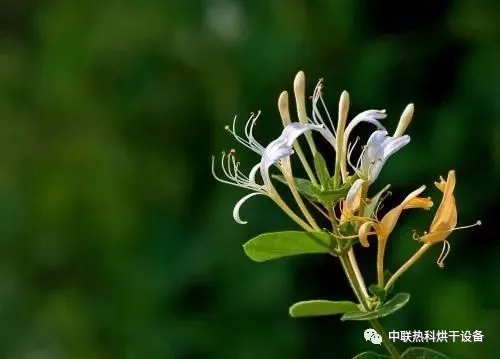 居高不下的金银花