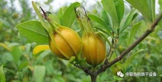 好看又中用的黄栀子，烘干工艺有何不同？