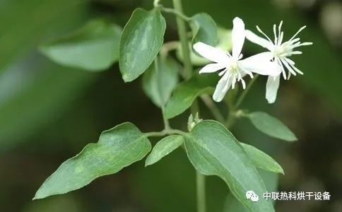 关节性疾病的天然良药—威灵仙