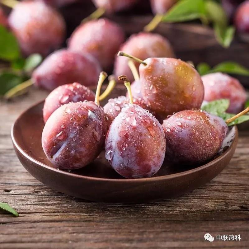 为什么常常见到西梅干，却很少见到有新鲜西梅卖？