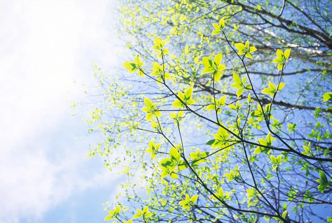 清明：梨花风起正清明，游子寻春半出城